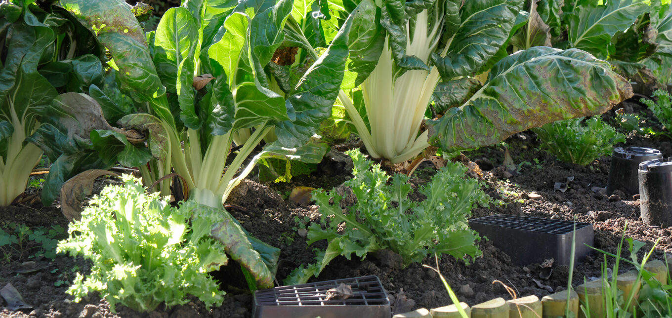 Best Vegetables That Grow in Shade – Mother Earth News - Vimarsana News